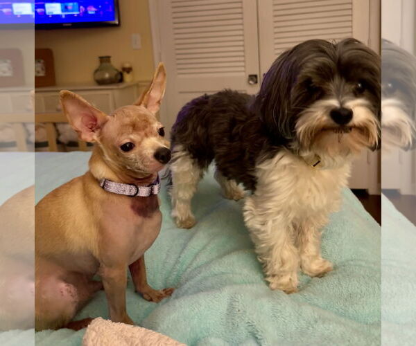 Medium Photo #18 Chihuahua Puppy For Sale in Oakhurst, NJ, USA