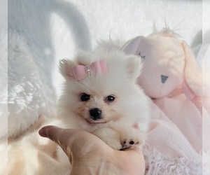 Pomeranian Puppy for sale in WEST PALM BEACH, FL, USA