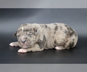 American Bully Puppy for Sale in CHAMPAIGN, Illinois USA