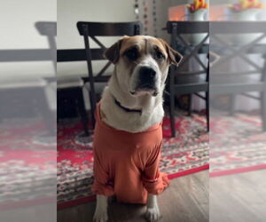 CHILI (COURTESY POST) - Female American Staffordshire Terrier-Great Pyrenees Mix Dog for Adoption - Photo #2