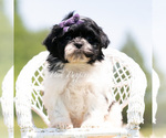 Small #4 Shih Tzu