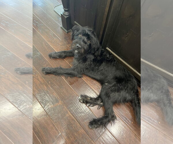 Medium Photo #2 Mutt Puppy For Sale in Fort Worth, TX, USA