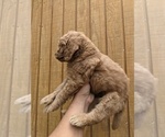 Small Photo #12 Goldendoodle Puppy For Sale in SPENCER, TN, USA