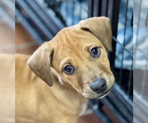 Labrador Retriever-Unknown Mix Dogs for adoption in Jefferson, NJ, USA