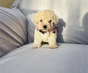 Maltipoo Puppy for sale in ESCONDIDO, CA, USA