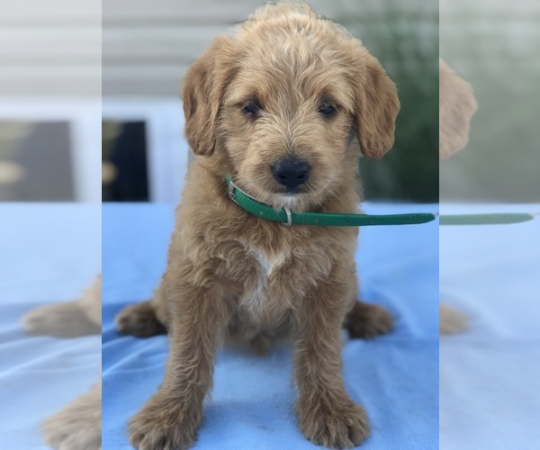 Medium Photo #3 Miniature Labradoodle Puppy For Sale in BOWLING GREEN, KY, USA