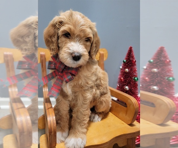 Medium Photo #3 Goldendoodle Puppy For Sale in KANSAS CITY, MO, USA