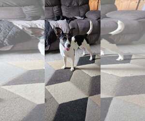 Jack Russell Terrier-Unknown Mix Dogs for adoption in New Oxford , PA, USA