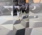Lucky Charms - Female Jack Russell Terrier-Unknown Mix Dog for Adoption - Small photo