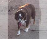 Image preview for Ad Listing. Nickname: Sierra