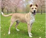 Small #1 Border Collie-Carolina Dog Mix