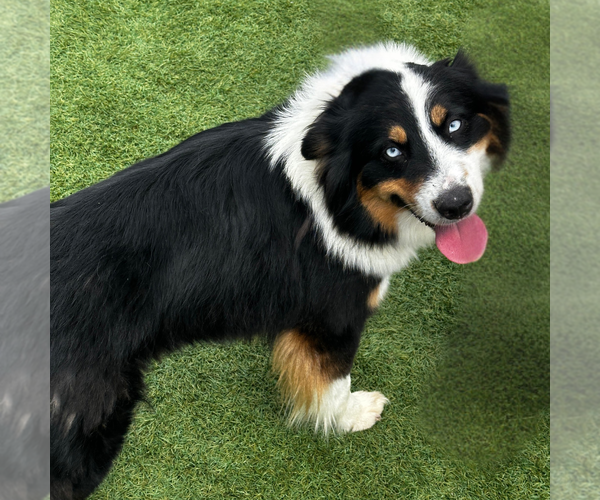 Medium Photo #4 Australian Shepherd Puppy For Sale in Newport Beach, CA, USA