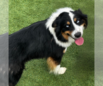 Small #3 Australian Shepherd