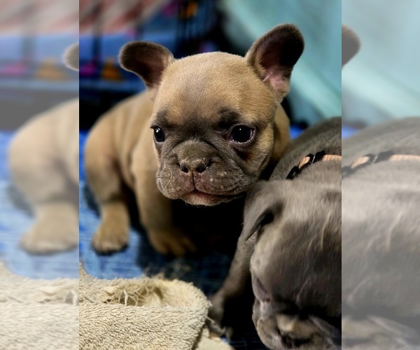 Medium Photo #6 French Bulldog Puppy For Sale in BLANCA, CO, USA