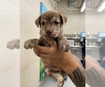 SNAXX - Male Labrador Retriever-Unknown Mix Dog for Adoption - Small photo