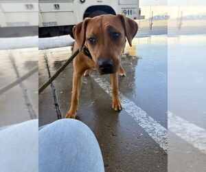 Boxer Mix Dog for Adoption in Bakersfield, California USA