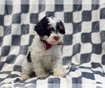Small Photo #12 YorkiePoo Puppy For Sale in LAKELAND, FL, USA