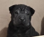 Puppy Screws Chinese Shar-Pei