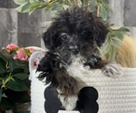 Small #1 YorkiePoo