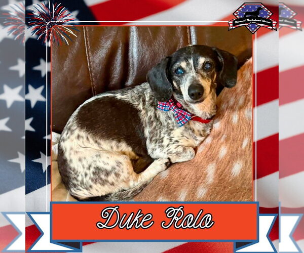 Medium Photo #5 Dachshund Puppy For Sale in San Antonio, TX, USA