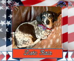 Small #4 Dachshund