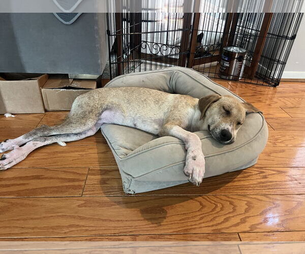 Medium Photo #7 Labrenees Puppy For Sale in The Woodlands, TX, USA