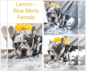 French Bulldog Puppy for sale in FORT WORTH, TX, USA
