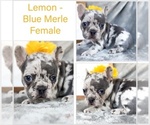 Small French Bulldog
