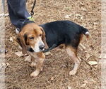 Small Beagle