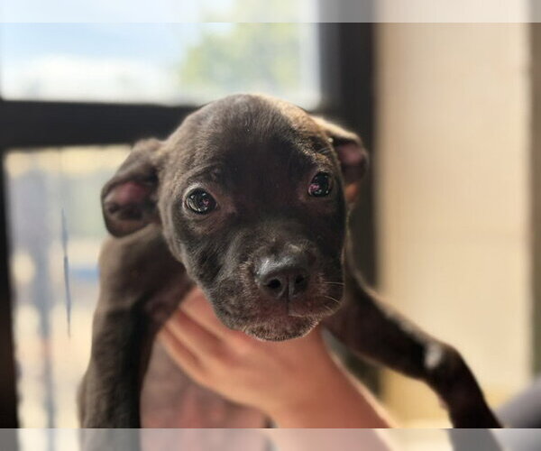 Medium Photo #2 Mutt Puppy For Sale in Tulsa, OK, USA