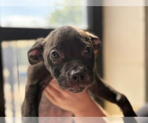 AJ - Male Mutt Dog for Adoption - Photo #2