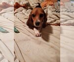 Small Photo #5 Beagle Puppy For Sale in Earl, NC, USA