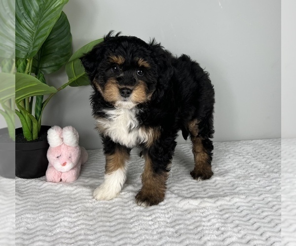 Medium Photo #3 Aussiedoodle Miniature  Puppy For Sale in FRANKLIN, IN, USA