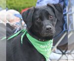 Small #1 Labrador Retriever Mix