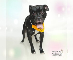 Mutt Dogs for adoption in Corona, CA, USA