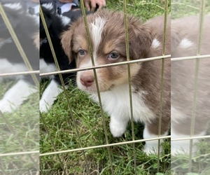 Australian Shepherd Puppy for sale in MONONA, IA, USA