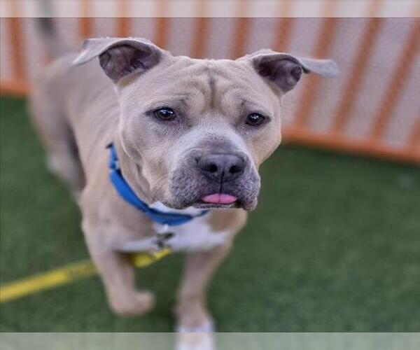 Medium Photo #2 Mutt Puppy For Sale in Las Vegas, NV, USA