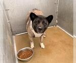 Small Akita