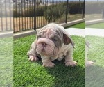 Small English Bulldog