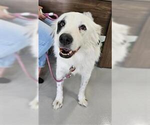 Border Collie-Unknown Mix Dogs for adoption in Temple, TX, USA