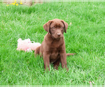 Small #11 Labrador Retriever