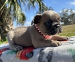 Puppy Belle French Bulldog