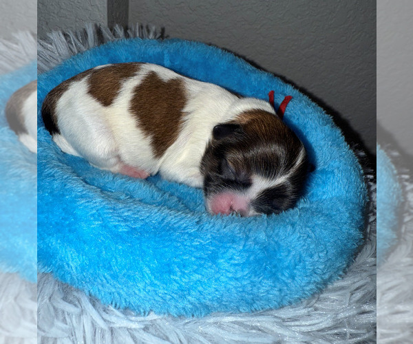 Medium Photo #3 Shorkie Tzu Puppy For Sale in COLORADO SPRINGS, CO, USA