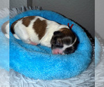 Small Photo #11 Shorkie Tzu Puppy For Sale in COLORADO SPRINGS, CO, USA