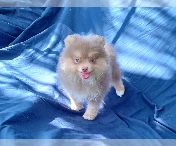 Medium Photo #1 Pomeranian Puppy For Sale in WEST PALM BEACH, FL, USA