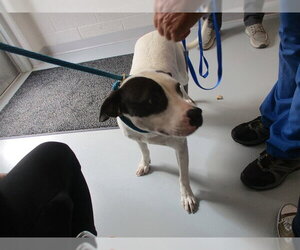 American Pit Bull Terrier-Catahoula Leopard Dog Mix Dogs for adoption in Ocala, FL, USA