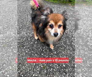 Chihuahua-Unknown Mix Dogs for adoption in Aurora, IN, USA