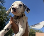Puppy Gold Dalmatian