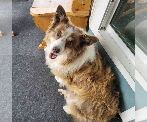 Medium Photo #1 Australian Shepherd-Unknown Mix Puppy For Sale in Sandy, UT, USA