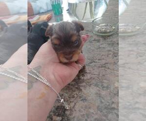 Yorkshire Terrier Puppy for sale in COLTON, NY, USA